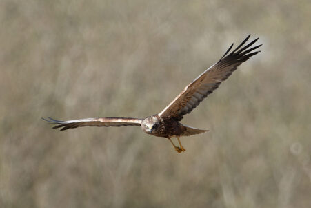 Thumbnail of Marsh Harrier